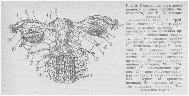 Иннервация матки схема. Анатомия внутренних половых органов. Кровоснабжение, иннервация.. Женская половая система анатомия кровоснабжение иннервация. Иннервация маточных труб. Женские половые органы яичник