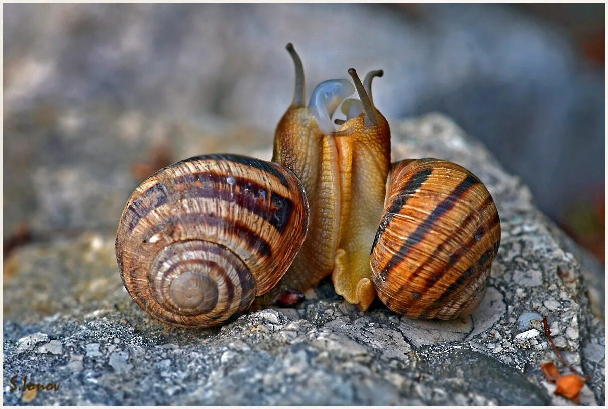 Виноградная улитка фильтратор. Улитка Helix pomatia. Крымская Виноградная улитка. Виноградная улитка в Крыму. Г виноградная улитка