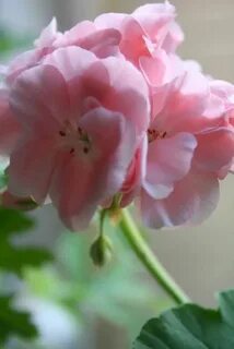 Уланова пеларгония
