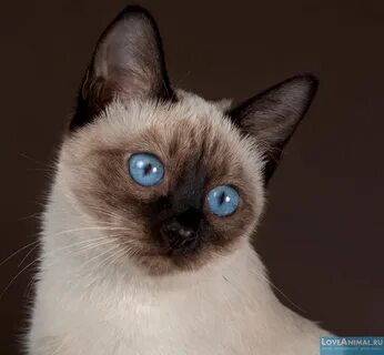 Сиамско тайская кошка фото