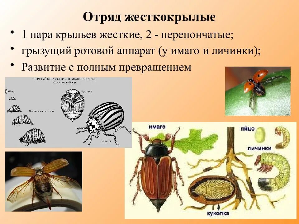 Тип развития жесткокрылых. Отряд жесткокрылые или жуки кратко. общая характеристика жуков или жесткокрылых. отряд жесткокрылые личинки. отряд жесткокрылые тип развития.