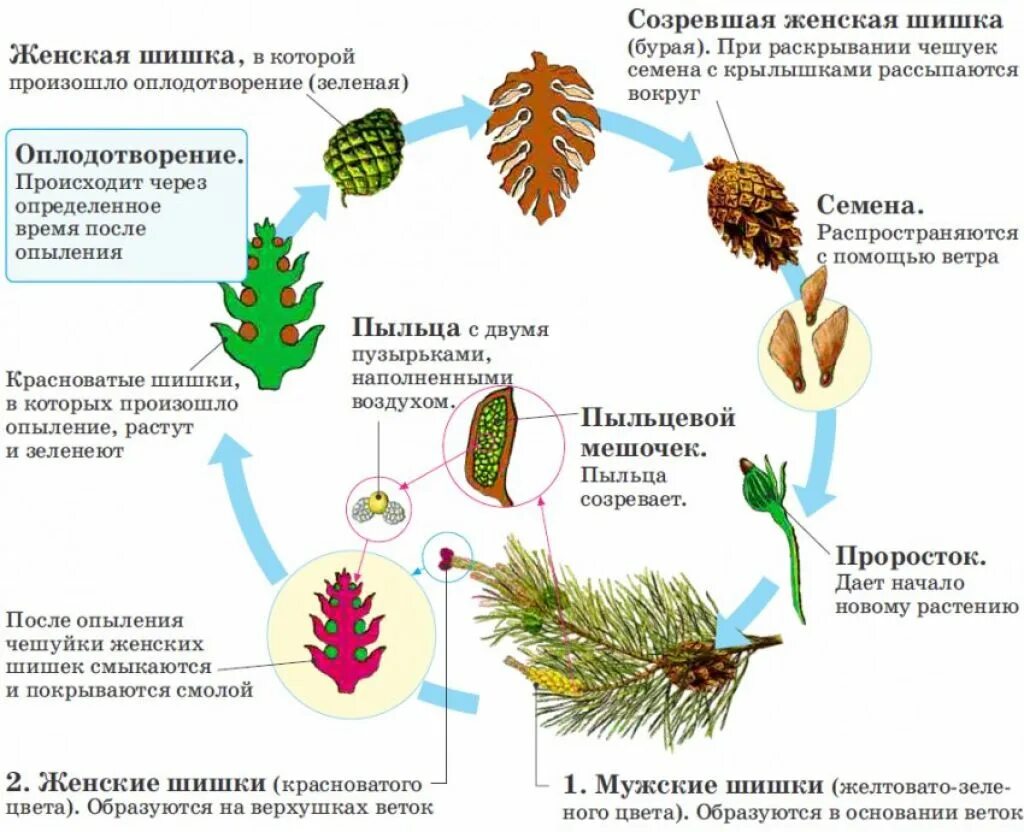 С помощью семян размножаются