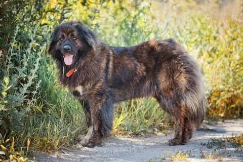 Кавказский щенок