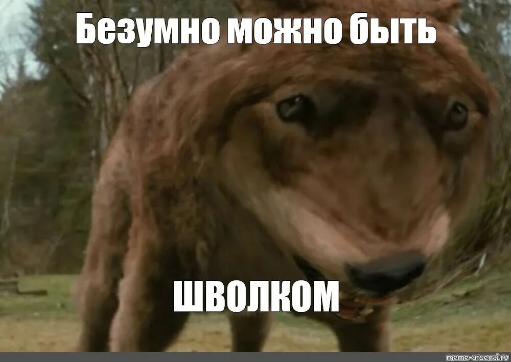 Можно быть первым видео. Волк безумно быть первым. мемы с волками. безумно мем. безумно быть первым мем.