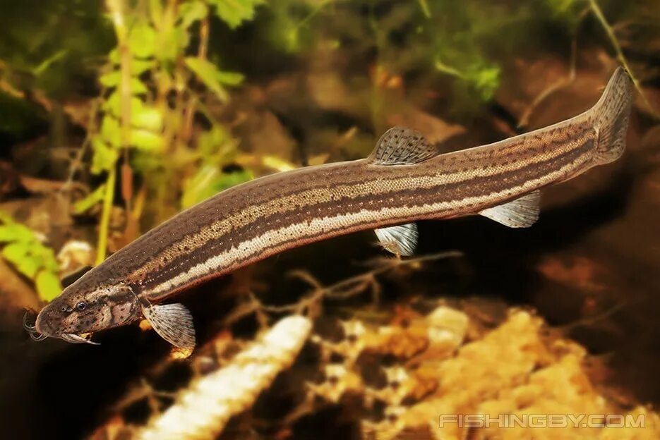 Рыба вьюн пескарь. Вьюн черный рыба. Misgurnus anguillicaudatus. Живец вьюн. Амурский вьюн.