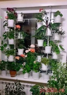 Комнатное растение куфар минск