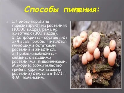 Грибы паразитические организмы