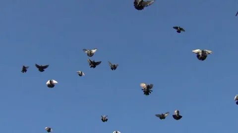 Летает срок