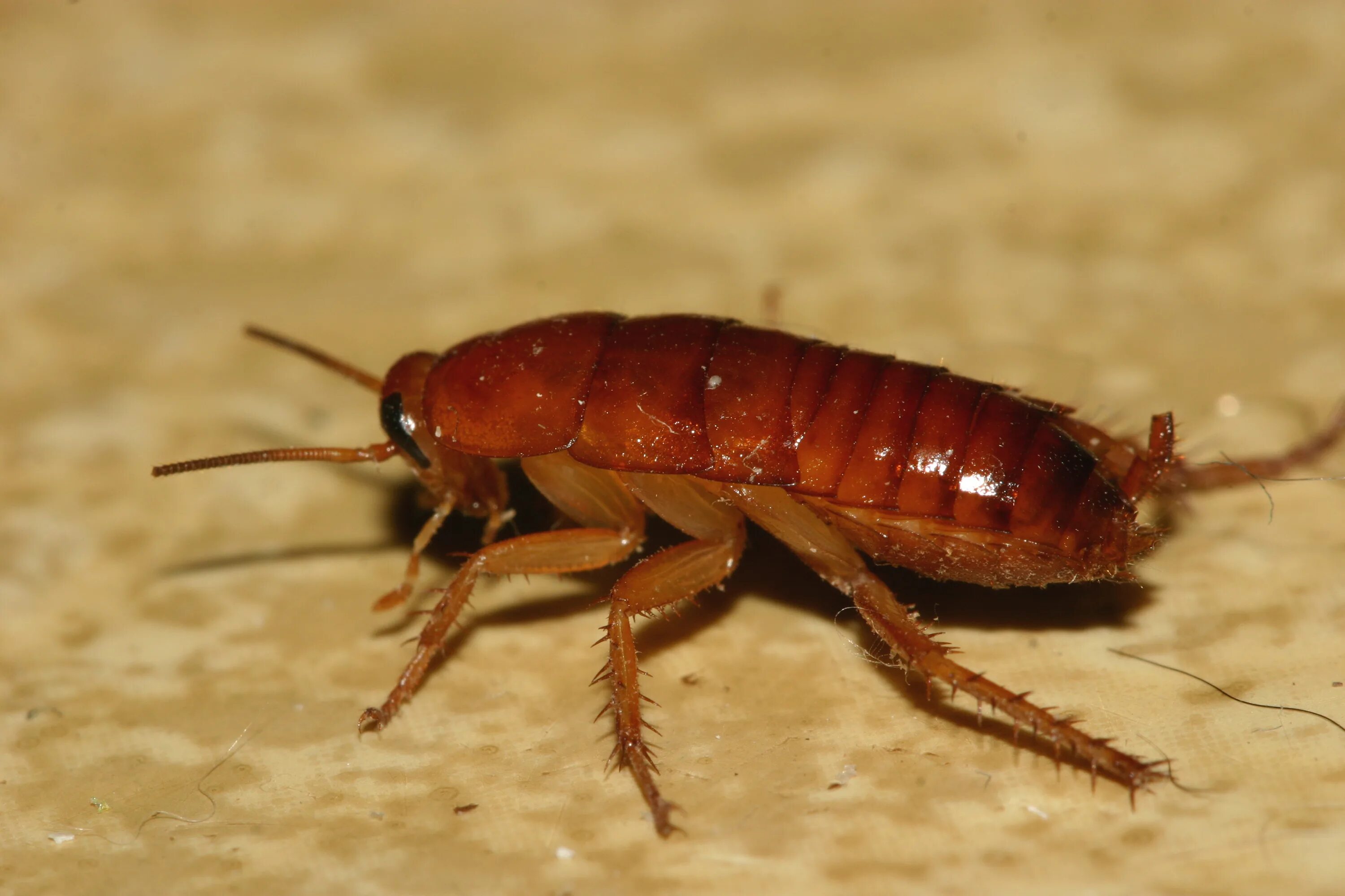 Brown banded. Рыжий таракан Blattella Germanica. Рыжий таракан Прусак. Домашние насекомые рыжие тараканы. Таракан домашний.