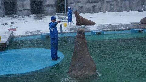 Морж в ижевском зоопарке