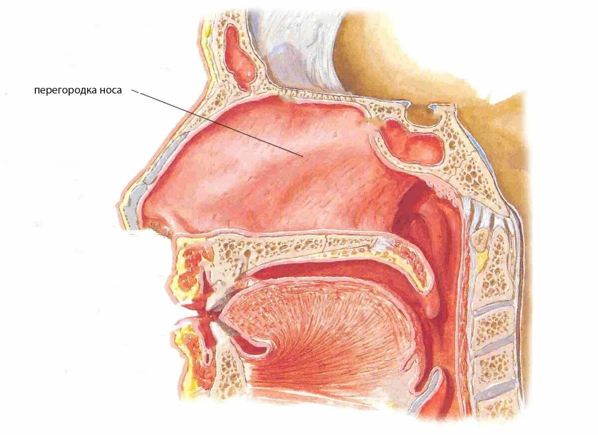 Носовой проход отделен от ротовой полости твердым. Хоаны анатомия. Полость носа в разрезе. Анатомия носа человека. Носовая полость без подписей.