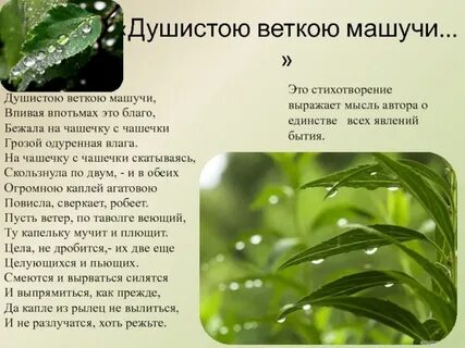 Душистые ветви