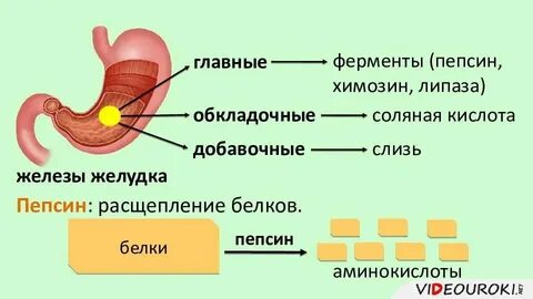 Жиры расщепляются ферментами какими