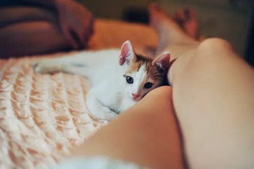 Девушка с котом на руках и голой киской между ног фото