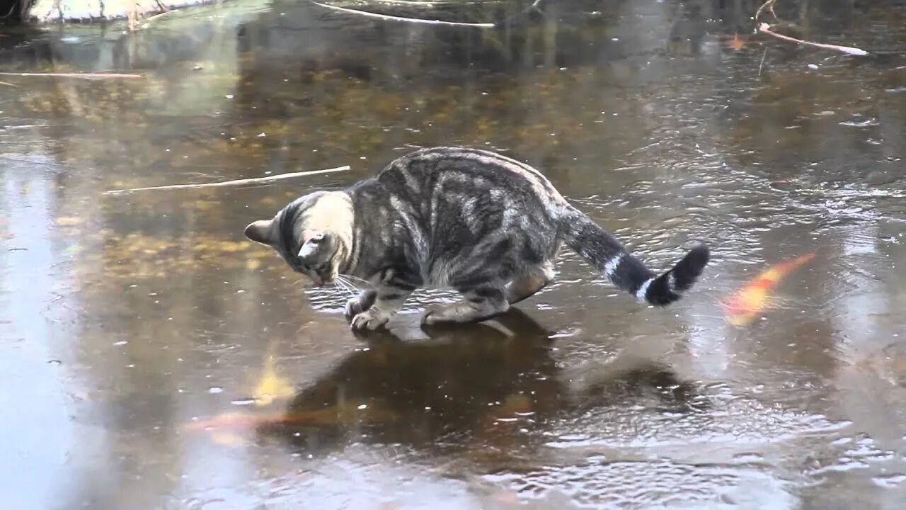 Кот скользит. Котик на льду. кот и гололед. кот скользит на льду. гололед животные.