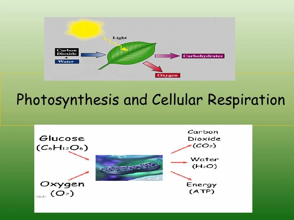 Алоэ фотосинтез. Фотосинтез. Фотосинтез на английском. Cellular respiration and Photosynthesis. Photosynthesis and respiration.