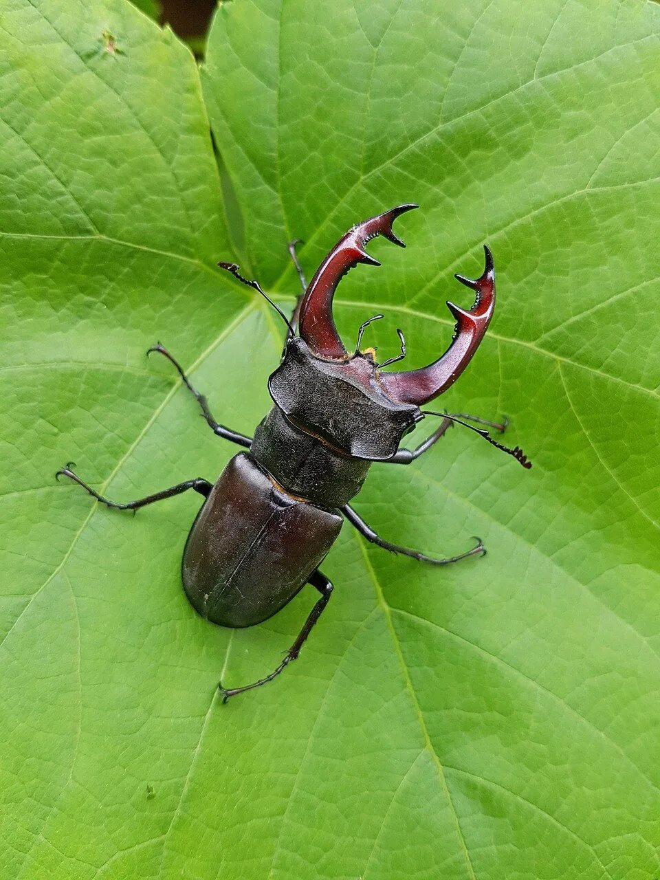 Как выглядит жук картинки. Жук рогач. жук-олень (lucanus cervus). жесткокрылые жук рогач. жук олень рогач.