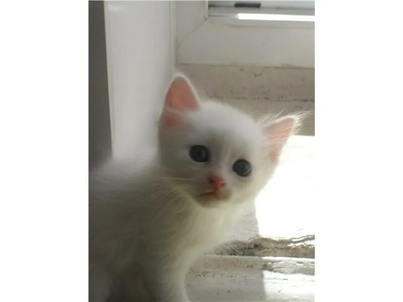 малый шпиц луиз де маркиз. животные в альметьевске. метис лайки. отдам в хорошие руки николаевское кладбище рыжие котята. авито альметьевск животные.