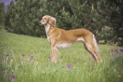 Saluki boys