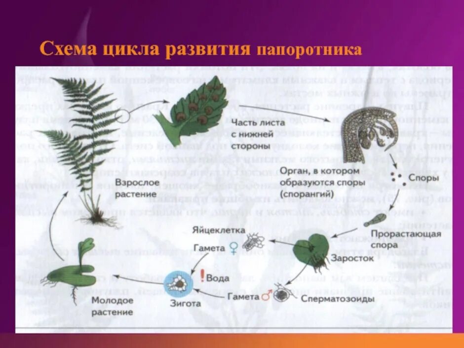 Цикл размножения папоротников схема. Жизненный цикл папоротника 7 класс биология. Жизненный цикл папоротника схема 6 класс. Циклы развития споровых растений 6 класс биология. Мужские гаметы папоротников