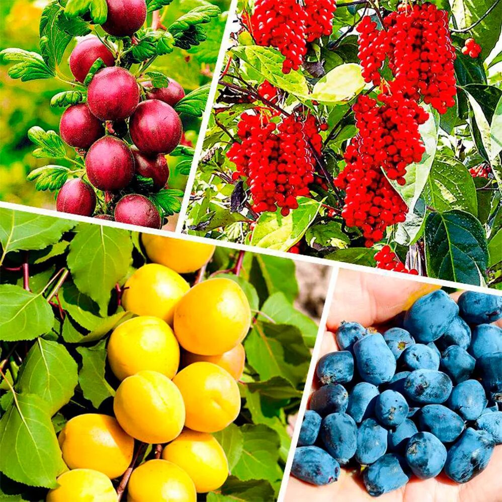 Плодовые растения. Плодово-ягодные культуры. Плодово-ягодные кустарники. Садовые ягоды.