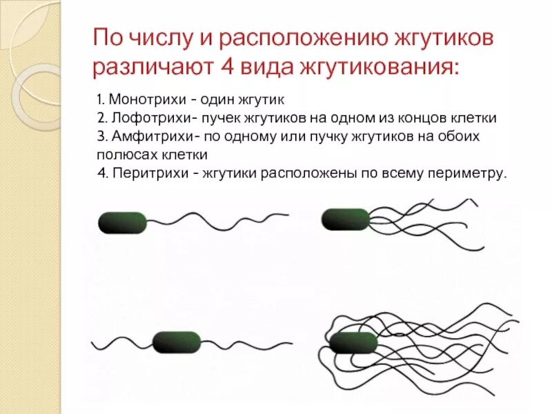 Лофотрихи. Жгутики монотрихи. Монотрихи амфитрихи. Монотрихи лофотрихи амфитрихи. Расположение жгутиков на микробной клетки.