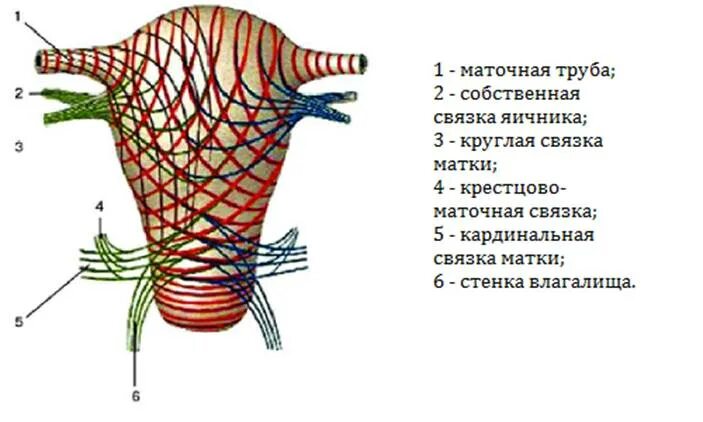 Крестцово маточные связки анатомия. Круглая и широкая связка матки. Кардиальная связка матки. Кардинальные связки матки.