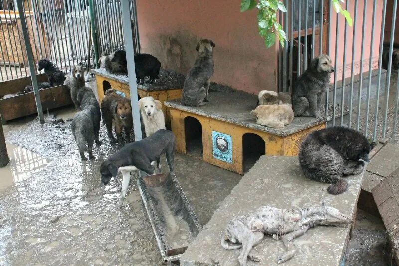 Приют кошек и собак помочь. Кожуховский собачий приют. Элитный приют для животных. Приют для бездомных кошек. Бездомные животные за границей.