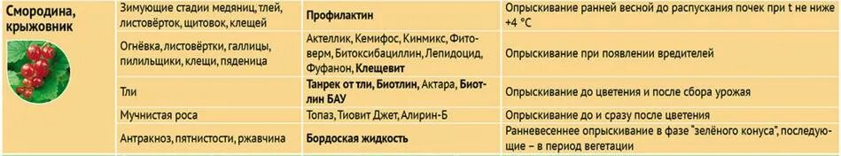 Каким препаратом обработать смородину. Весенняя обработка смородины от вредителей и болезней. Обработка смородины весной от болезней и вредителей. Препараты для обработки смородины весной от вредителей и болезней. Обработка черной смородины весной от болезней и вредителей.