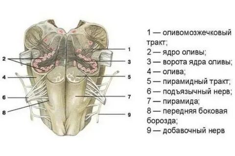Продолговатый мозг отвечает за