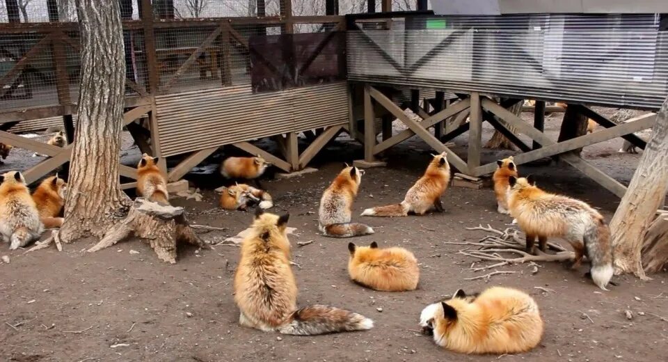 Лисий зоопарк в Японии. Дзао Кицунэ. ZAO Fox Village. Дзао Кицунэ Мура – деревня Лис, Япония. Ферма лисов