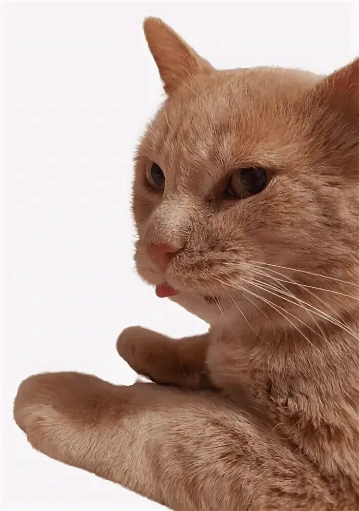 Bleh cat. Silly cat мем. Кот ревность. Мемы с кошками. Bleh cat.