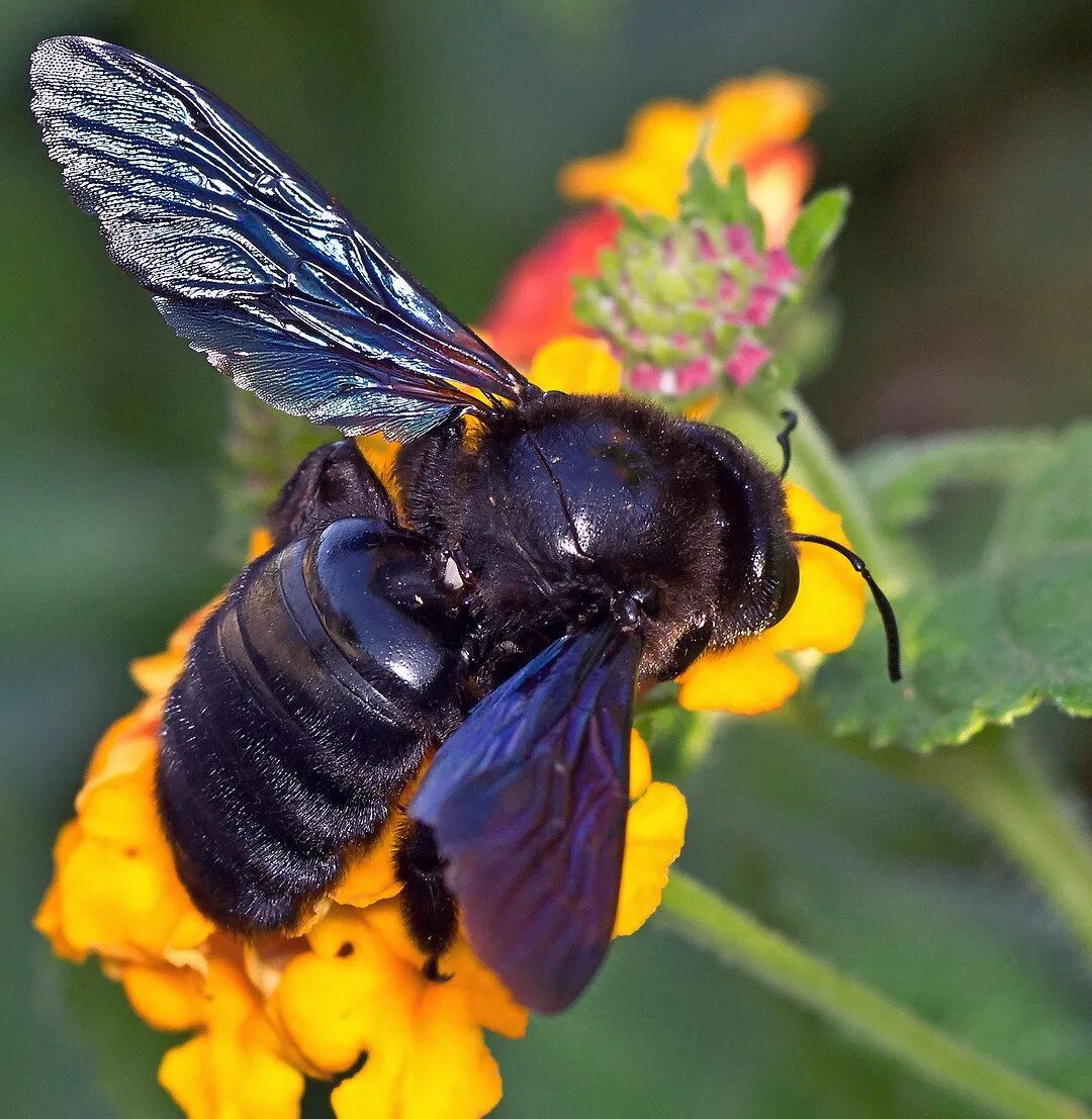 Красно плотник. Шмель-плотник фиолетовый( xylocopa violacea ). ксилокопа пчела плотник. пчела-плотник обыкновенная (xylocopa valga). шмель плотник ксилокопа.