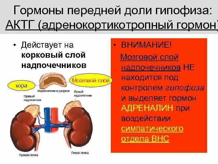 Гипофиз почек. Надпочечники АКТГ. Гормоны гипофиза и надпочечников. Гормоны передней доли гипофиза. Адренокортикотропный гормон гипофиза.