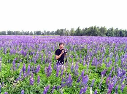Где в уфе поле люпинов