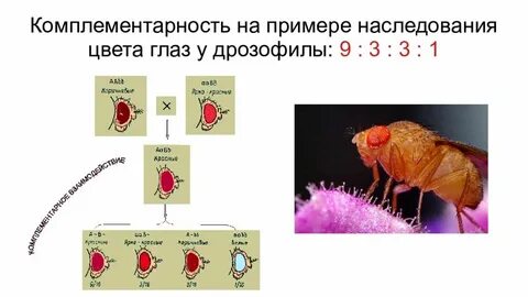У дрозофилы доминантный красной окраски глаз