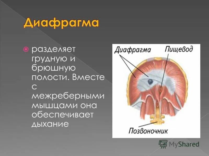 Орган отделяющий грудную полость от брюшной. Произвольные мышцы. Грудная и брюшная полости разделены диафрагмой. Мышца разделяющая грудную и брюшную полости.