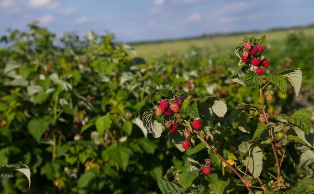 Малина сорт бальзам отзывы. Малина сорт красная гвардия. Малина Глен Эмпл. Малина ремонтантная красная гвардия. Малина обыкновенная Гусар.