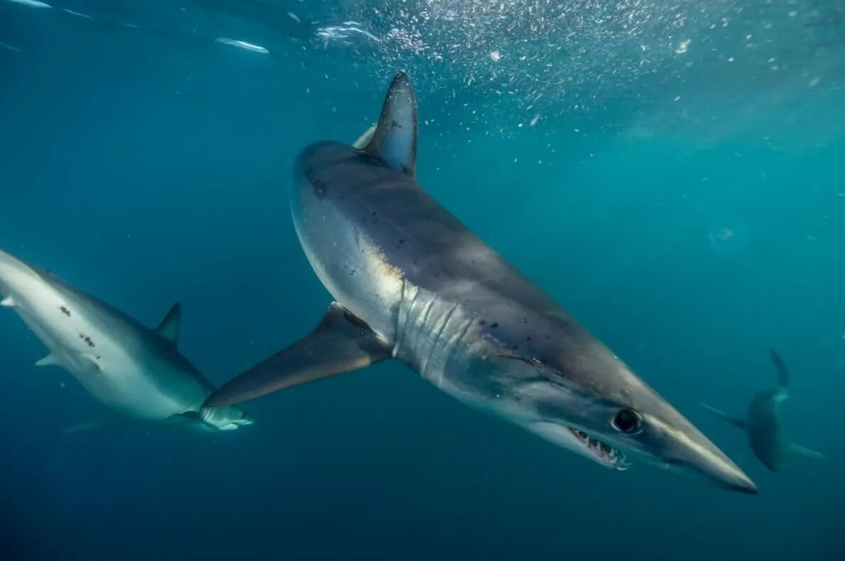 Синяя акула. Мадагаскарская острозубая акула. Акула мако. Акулу 8 класс. Акулу 8 класс.