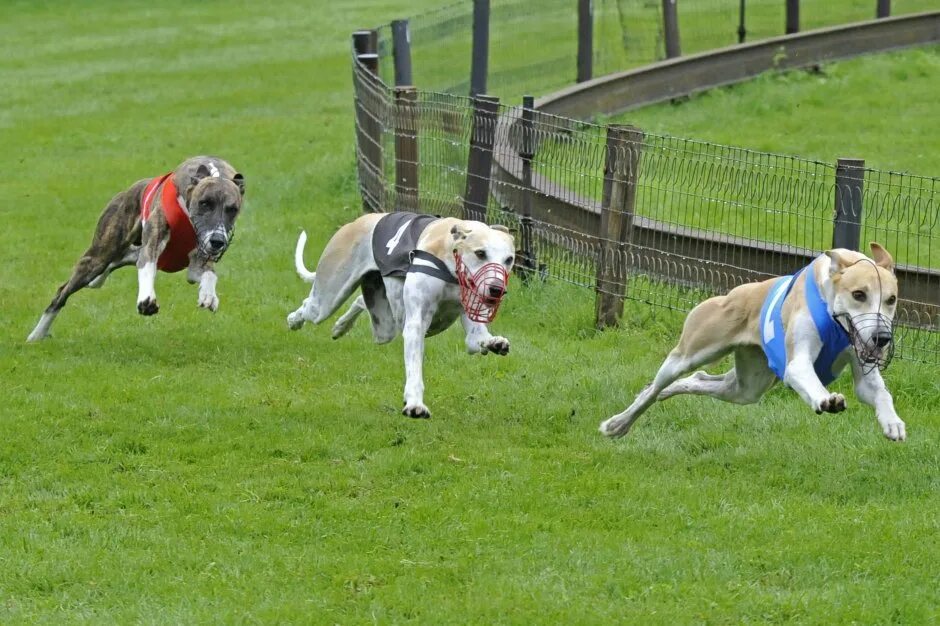 Собаки бегуны. Грейхаунд бега. Грейхаунд щенок. Собачьи бега в Великобритании. Собачьи гонки.