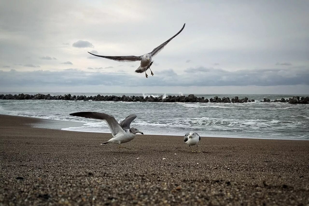 Имеретинский пляж Чайки. Море, Чайки. Чайки на пляже. Чайки на берегу моря.
