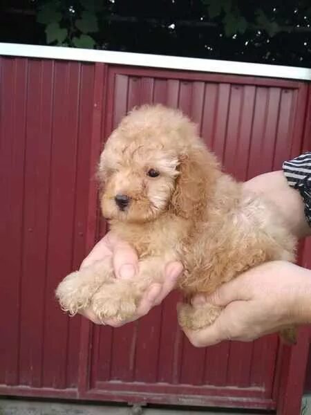 щенок пуделя 2 месяца. карликовый пудель 3 месяца. 3 месячный пудель карликовый. 5 мес белый. красный мини пудель.