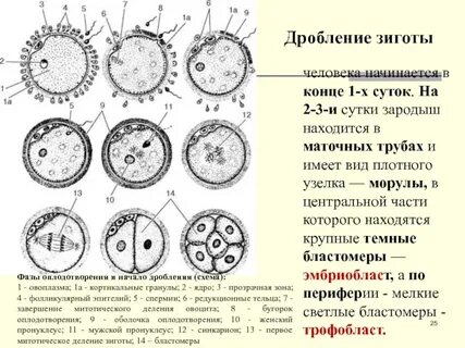 Оплодотворение стадии развития зиготы