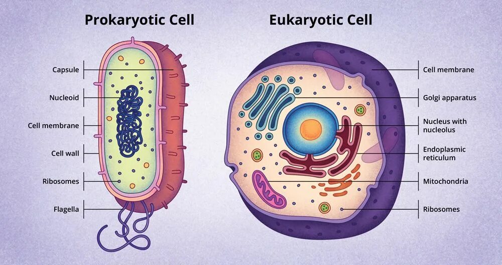 Cell 18. Prokaryotic and eukaryotic cells. клетка биология. строение клетки. eukaryotic cell structure.