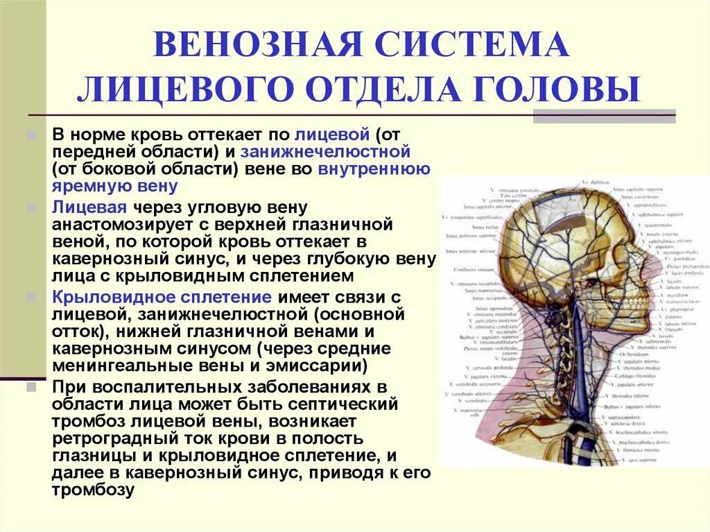 Границы головы и шеи топографическая анатомия. Кровоснабжение головы топографическая анатомия. Лимфатическая система шеи топографическая анатомия. Венозная система лицевого отдела головы.