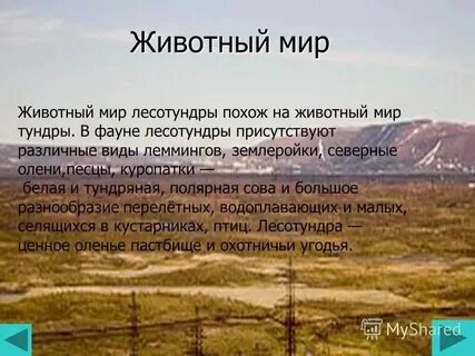 Лесотундра хозяйственная деятельность человека