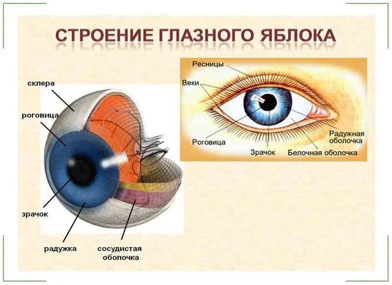 Назовите органы зрения. Строение глаза роговица радужка. Строение глаза склера роговица зрачок. Строение глаза вид спереди. Внешнее строение глазного яблока.