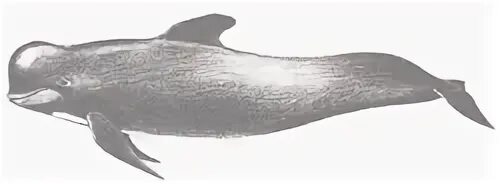 Магазин для животных зоомагазин. Гринда вязники. Гринда вязники. Дельфин нарвал гринда. Гринда вязники.