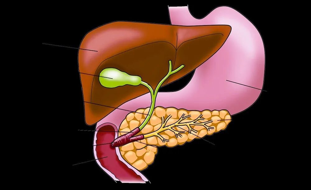 Диффузная печень и желчный пузырь. Желчный пузырь сфинктер Одди анатомия. Анатомия желчного пузыря сфинктеры. Печень гепатобилиарная система анатомия. Гепато билианая система анатомия.