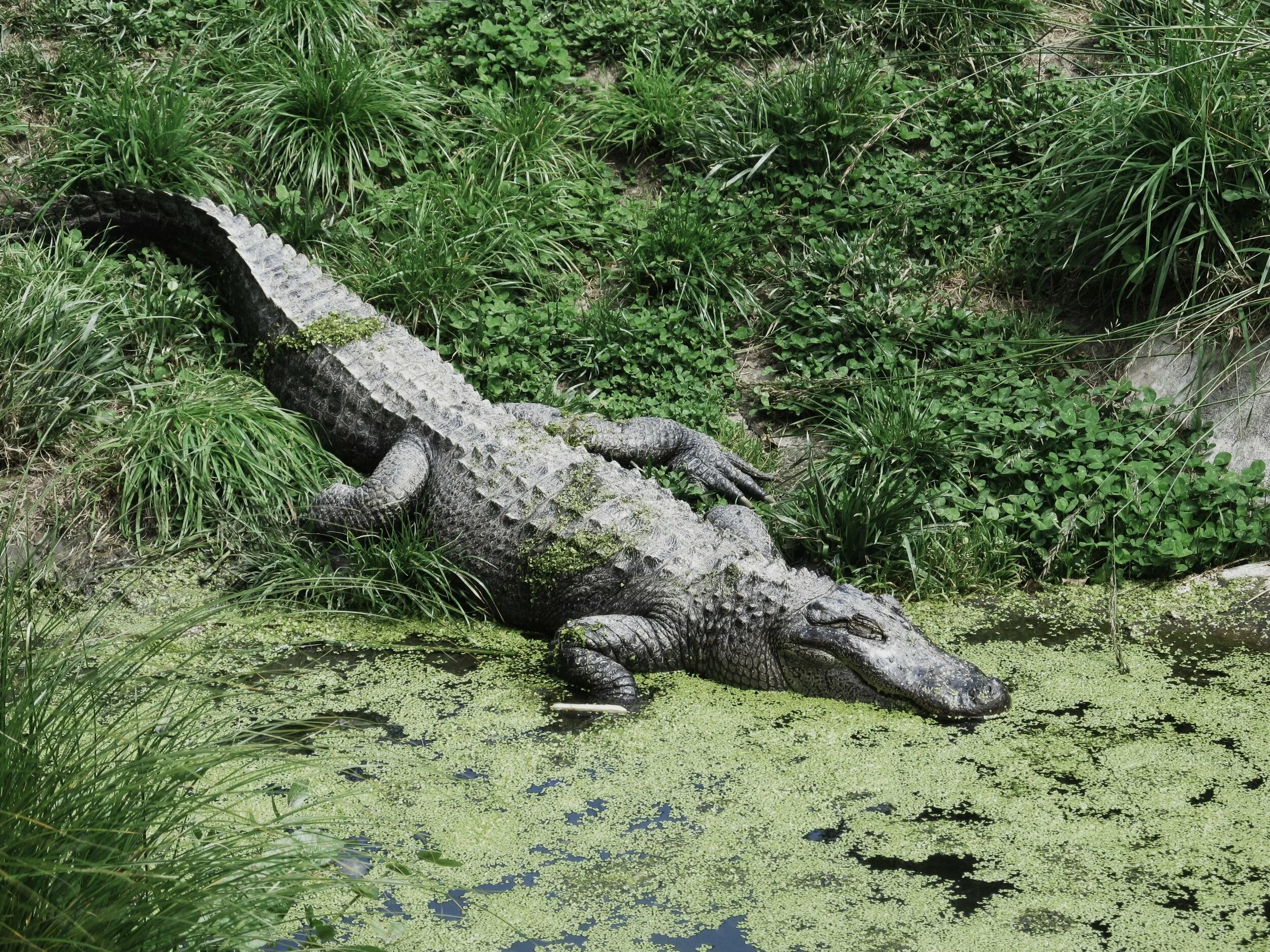 Природа, животные, аллигатор, animals, alligator. Крокодил. Аллигаторы во флориде в городе. Аллигатор бит. Men shoes print alligator.